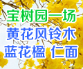 宝树园一场